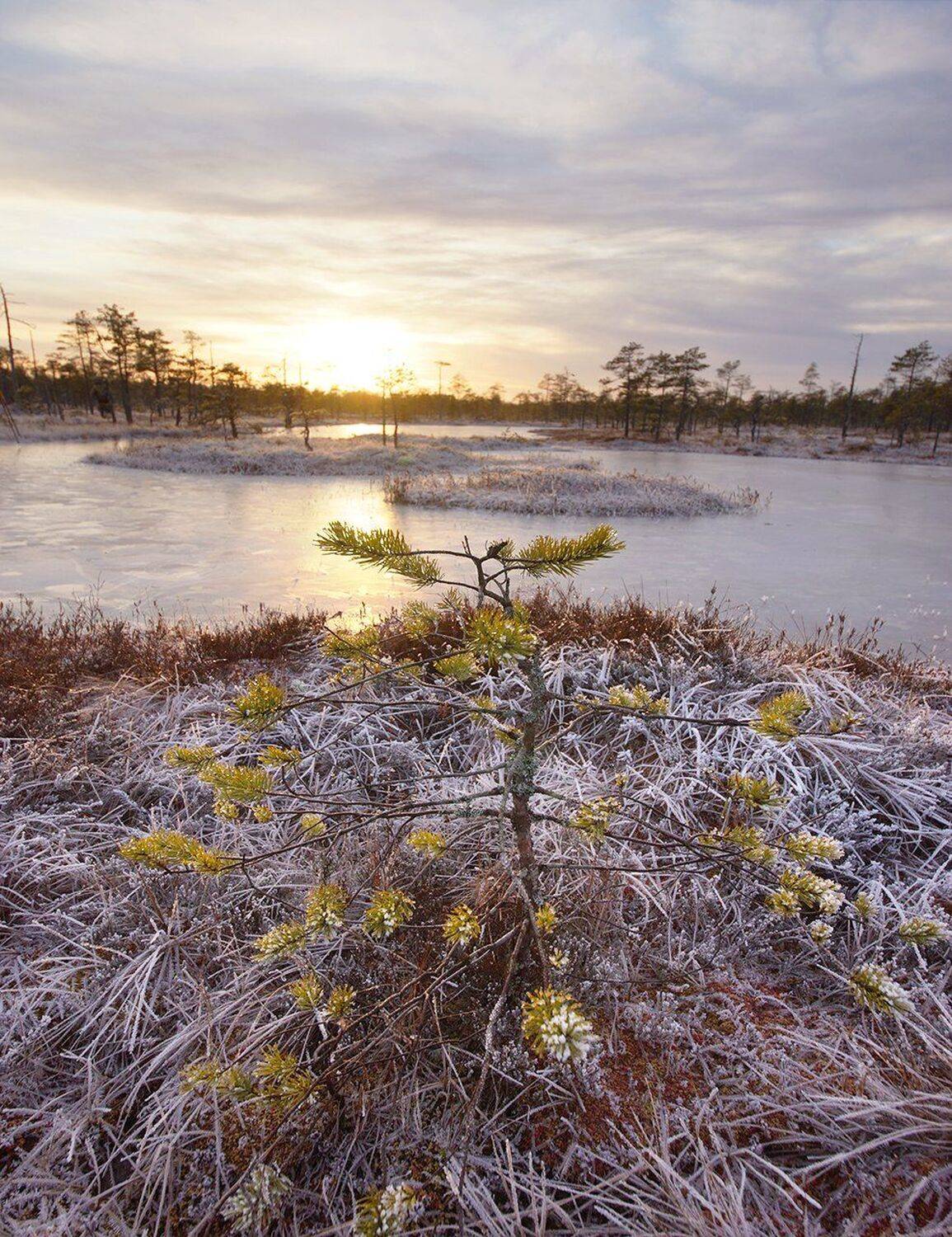 , Петр Косых