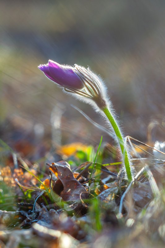 сон-трава, первоцвет, лес, заповедник, весна  фото превью