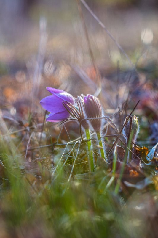 сон-трава, первоцвет, лес, заповедник, весна  фото превью