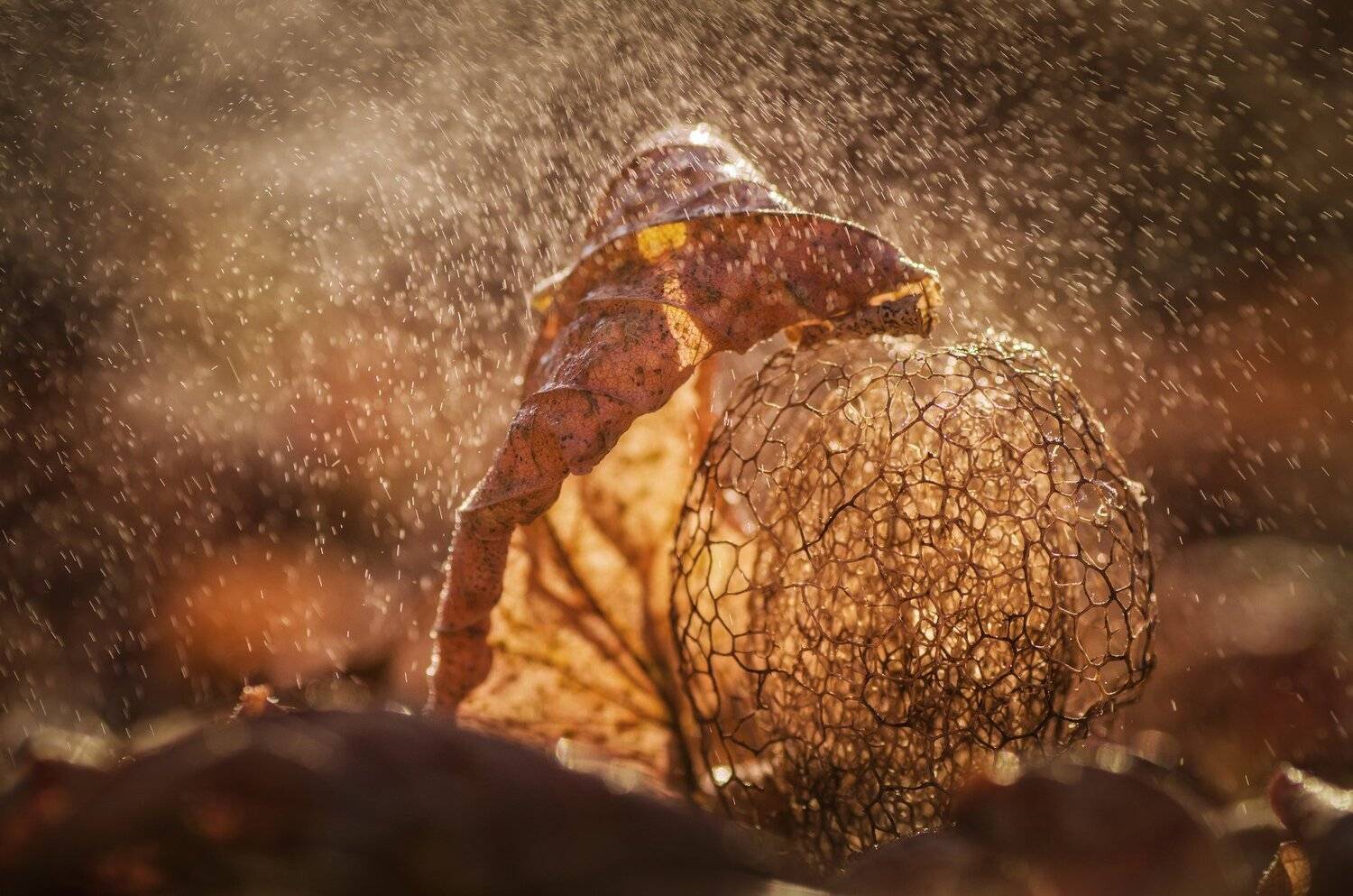 природа, осень, сухие листья, макро, тёплый, дождь, Владимир Володин