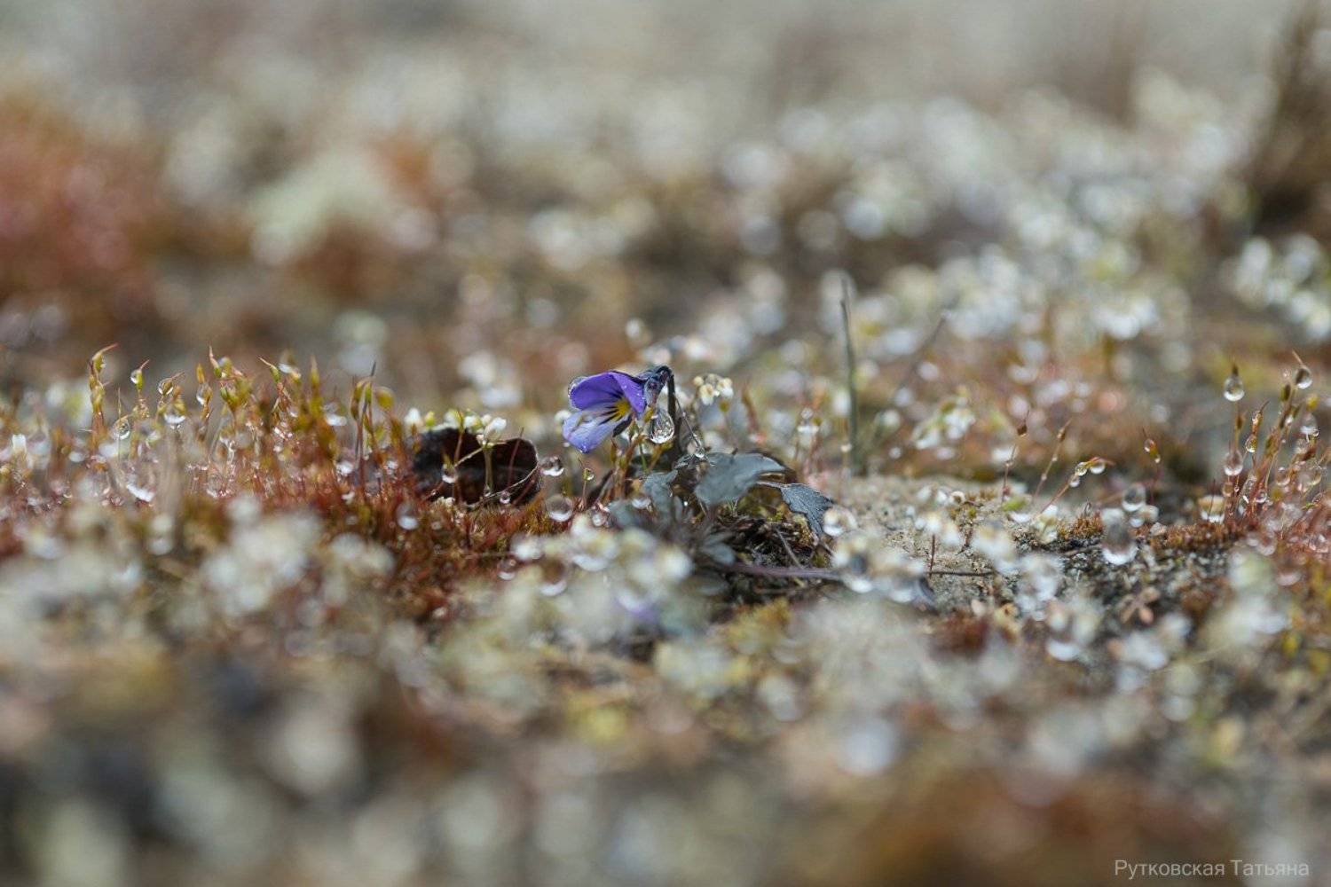 , Татьяна Рутковская