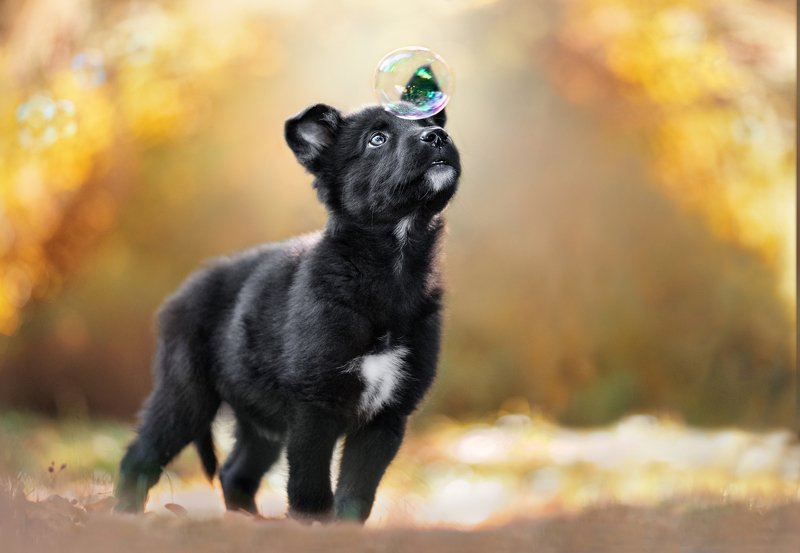 Пузырик фото превью