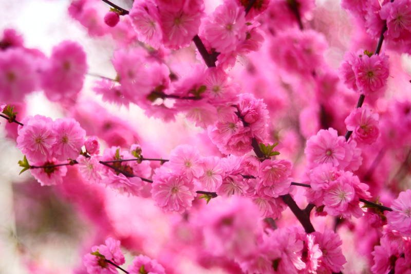 south korea, seoul, spring, flower, bokeh, fantastic, beautiful, pink, red Gorgious фото превью