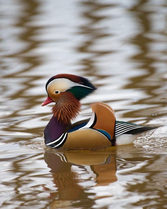 mandarinduck, duck, birds, widlife, nature Mandarin Duck фото превью