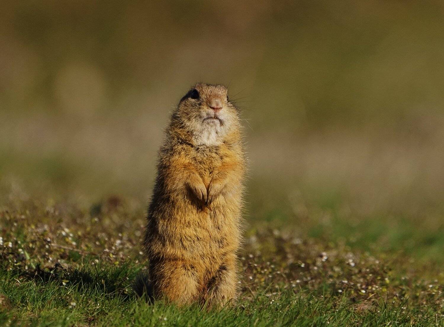 , Красимир Георгиев