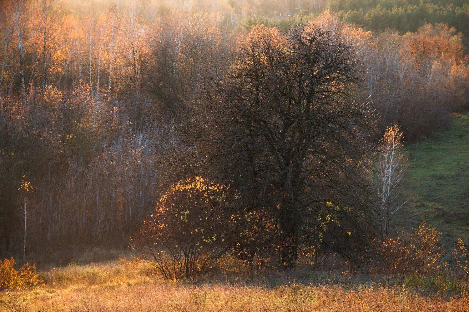 Васильков, Пески, Украина, alexey, алексей,  Медведев,  Васильків, Vasilkov, Medvedev, viter, viterman	, Алексей Медведев