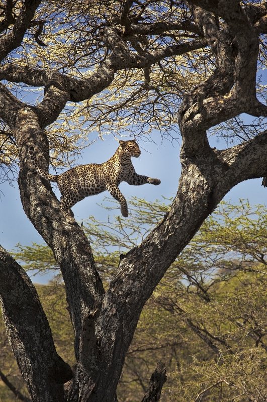 the leap фото превью
