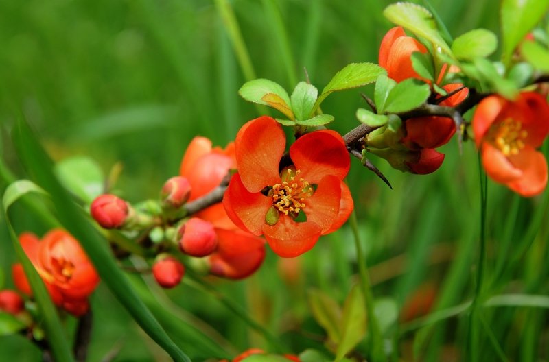 Весна фото превью