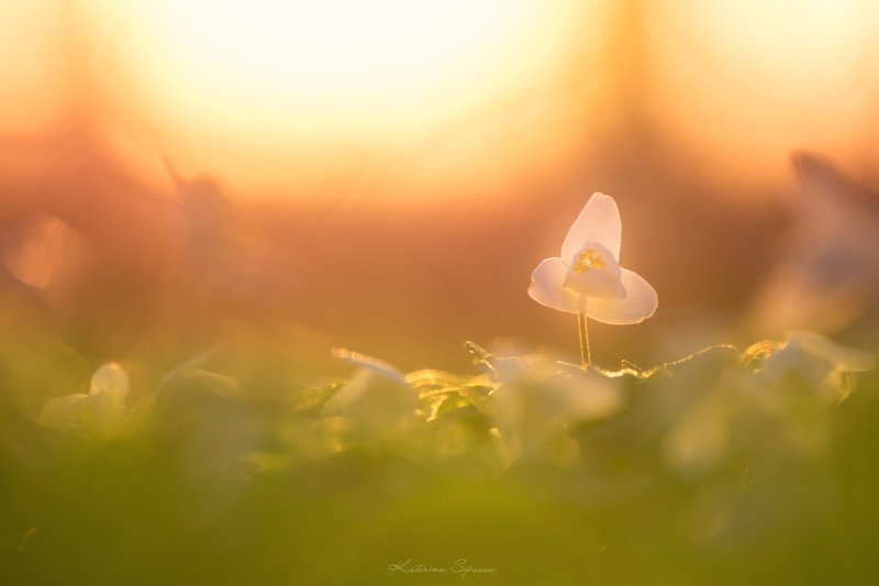 весна, макро, природа, цветы Весенний сон фото превью