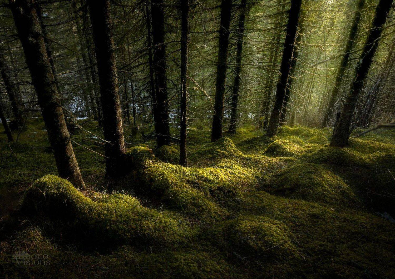 woodland,forest,boreal,moss,mossy,trees,norway,norwegian,nature,scandinavia,scandinavian,, Adrian Szatewicz