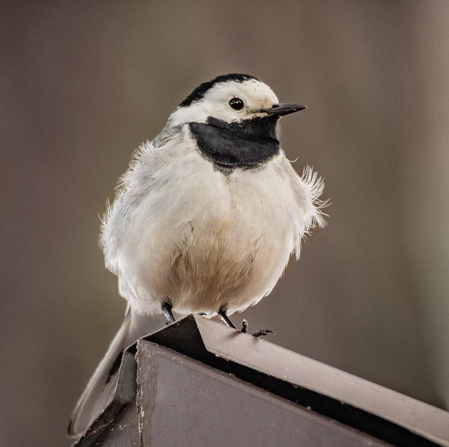 , Курлянцев Алексей