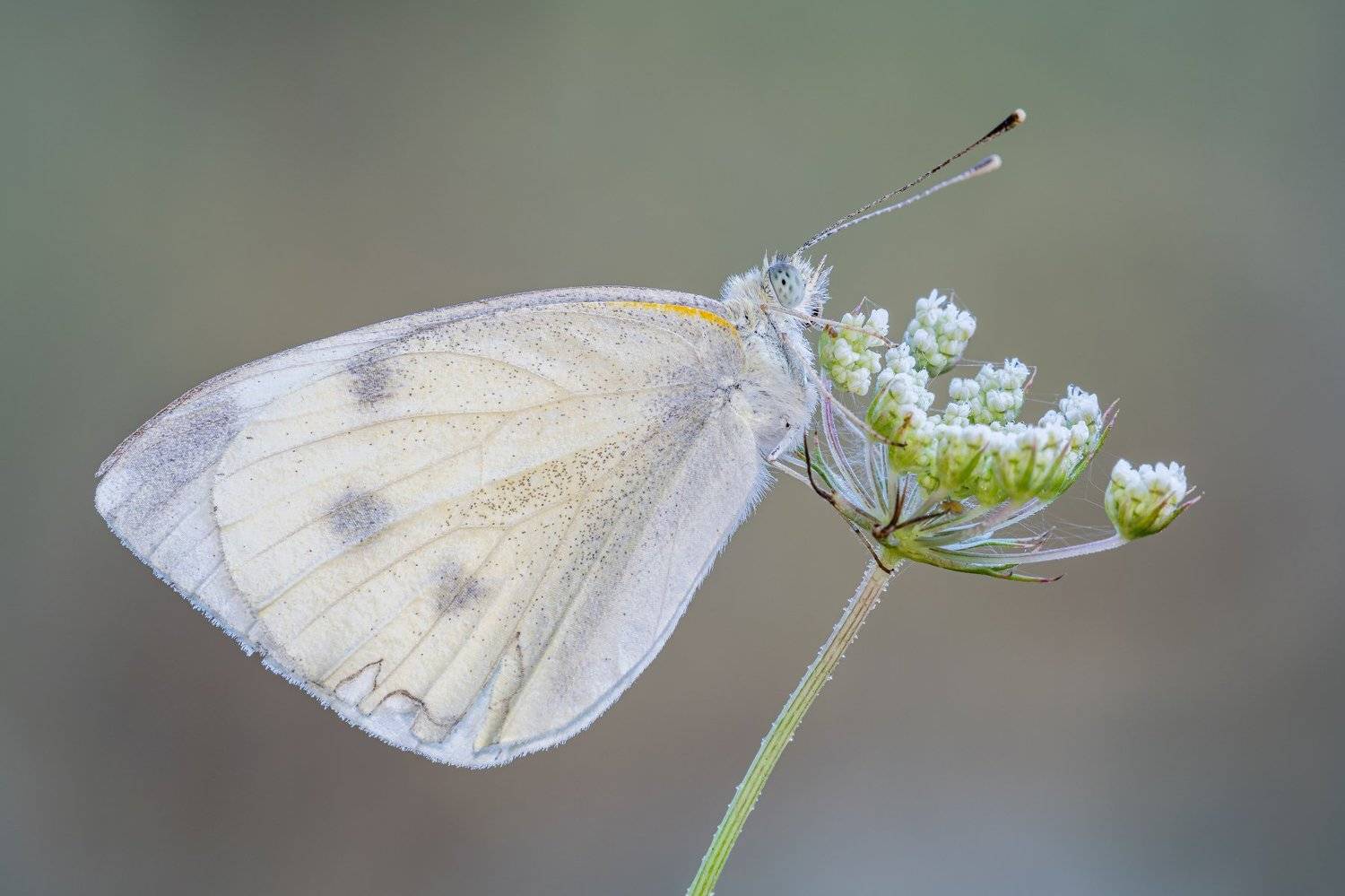 macro, Massimo Tamajo