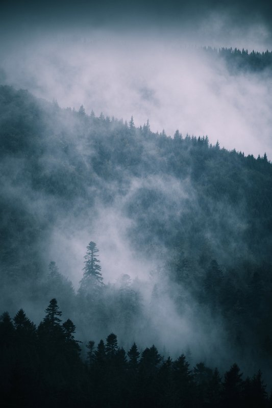 Заоблачные леса фото превью