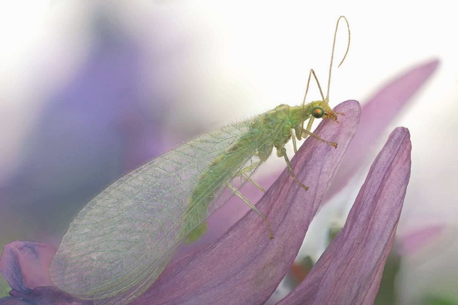 , Кузнецов Дмитрий
