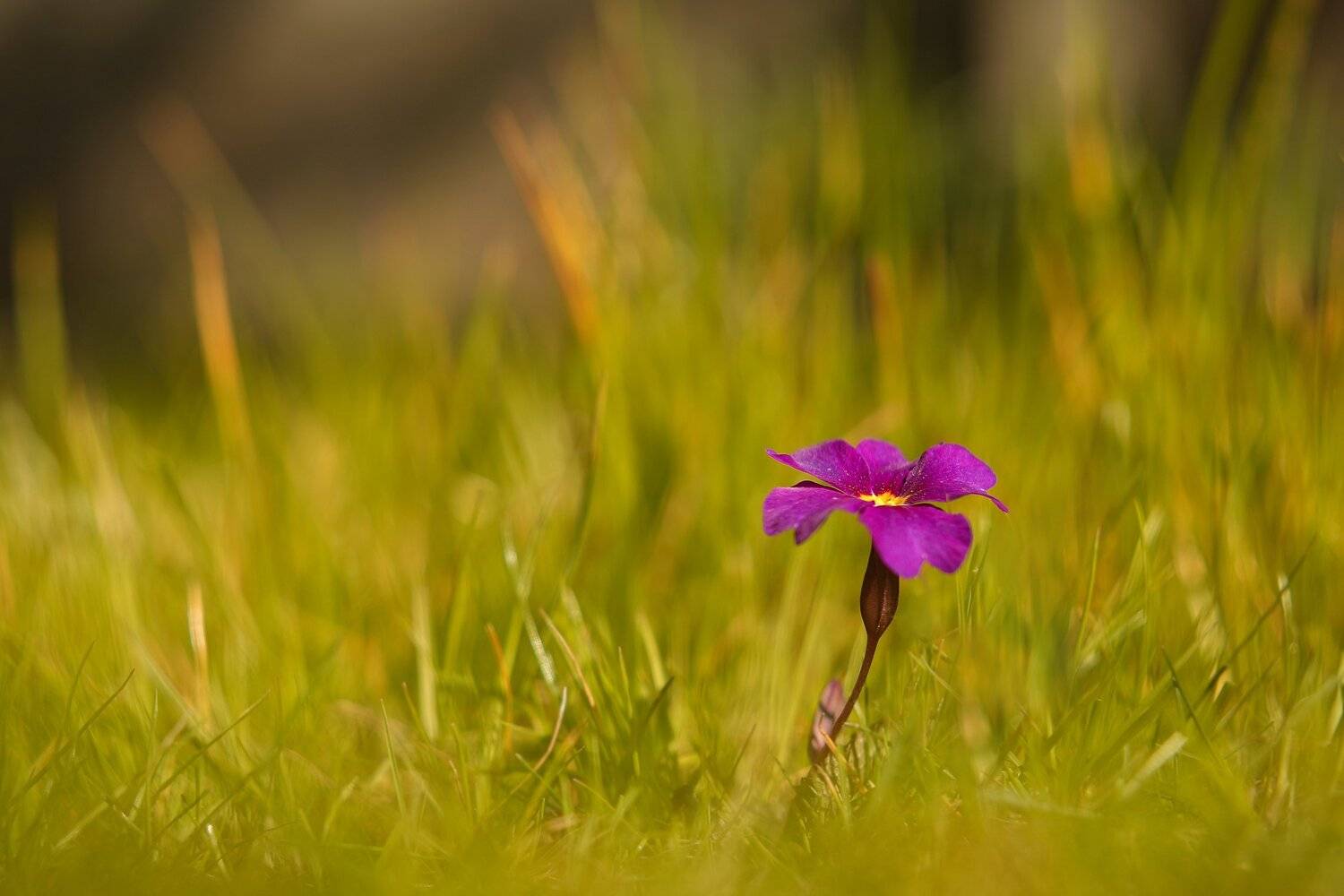 , Эдуард Колобошников