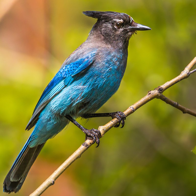Steller\'s Jay фото превью