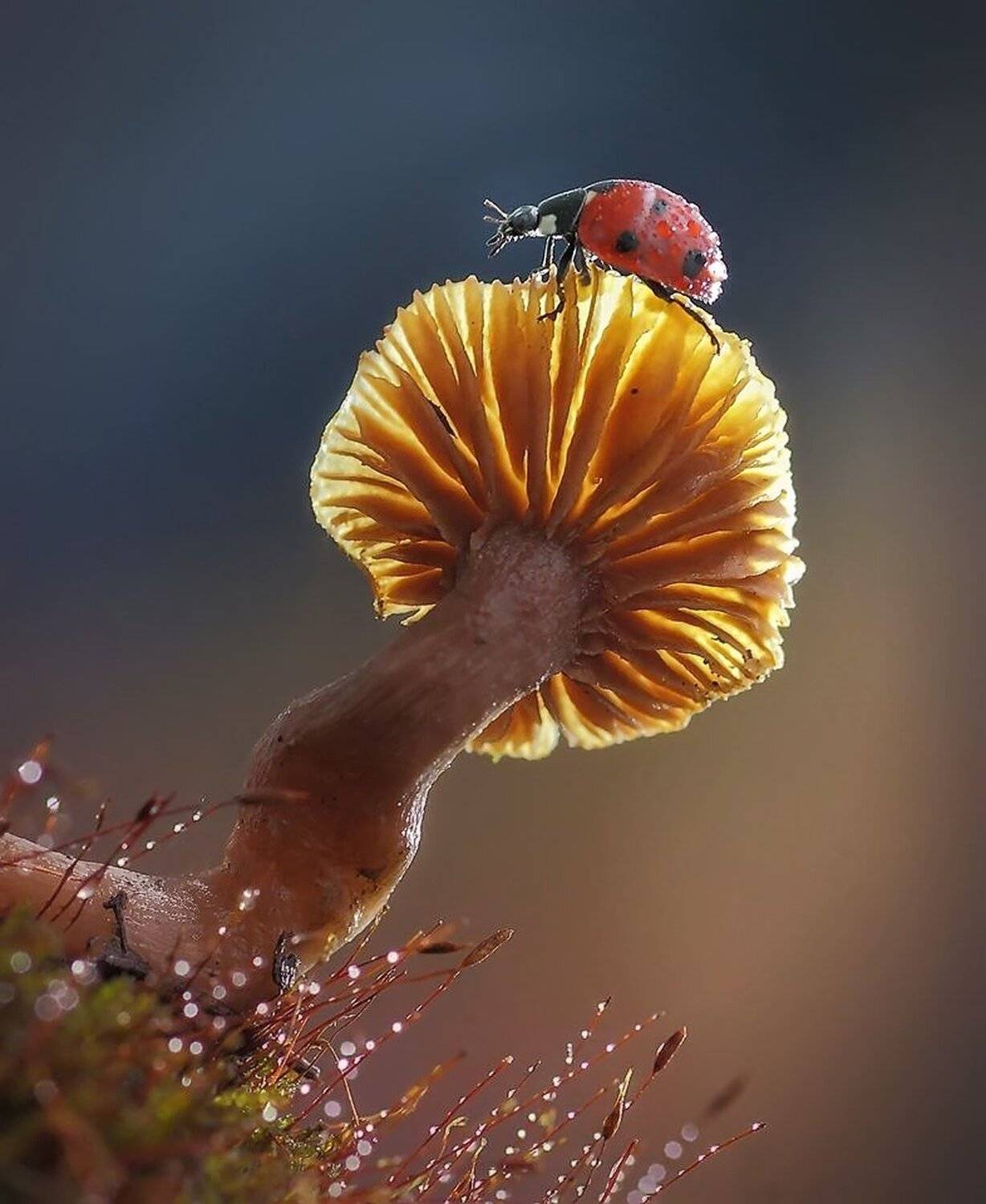 , Галина Горькавая