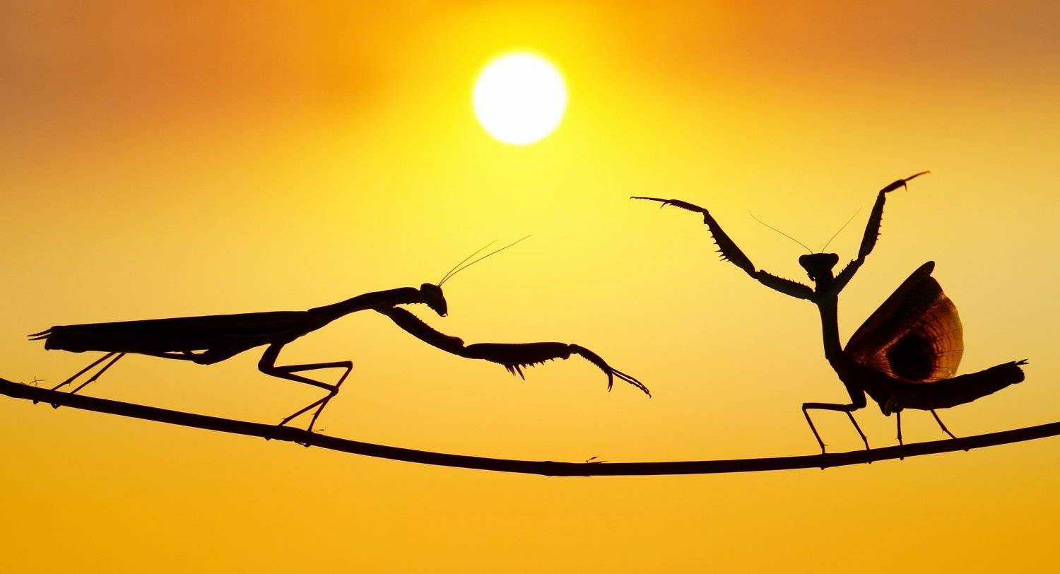 #prayingmantis#dancing#sunset#kungfu, Hasan Baglar