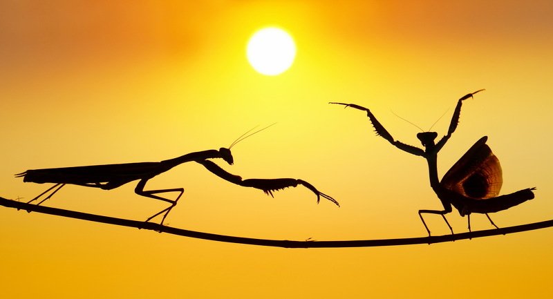 #prayingmantis#dancing#sunset#kungfu Kung_fu Style фото превью