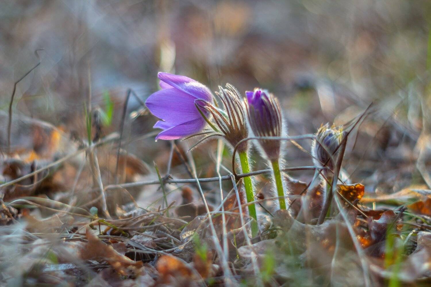 сон-трава, первоцвет, лес, заповедник, весна, Руслан Востриков