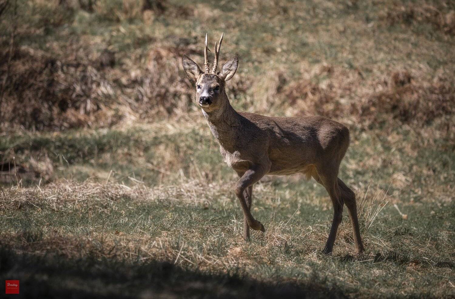дикая природа, косуля, карпаты, Дмитрий Иванов