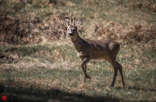 Закарпатская косуля