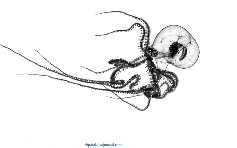 Philippines. Anilao. Night dive. Black water. Juvenile Wunderpus. фото превью