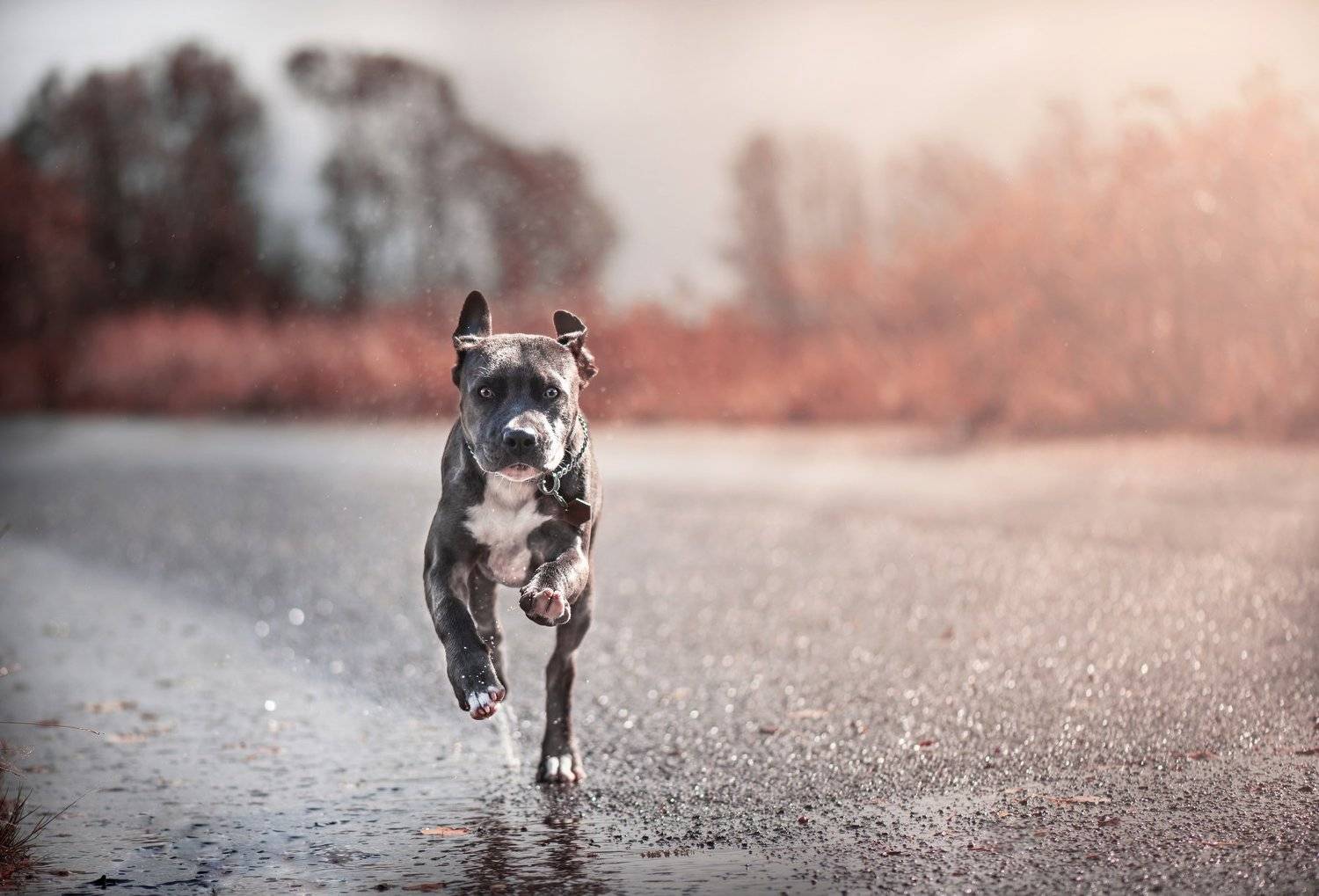 , Alena Trojanovičov&aacute;