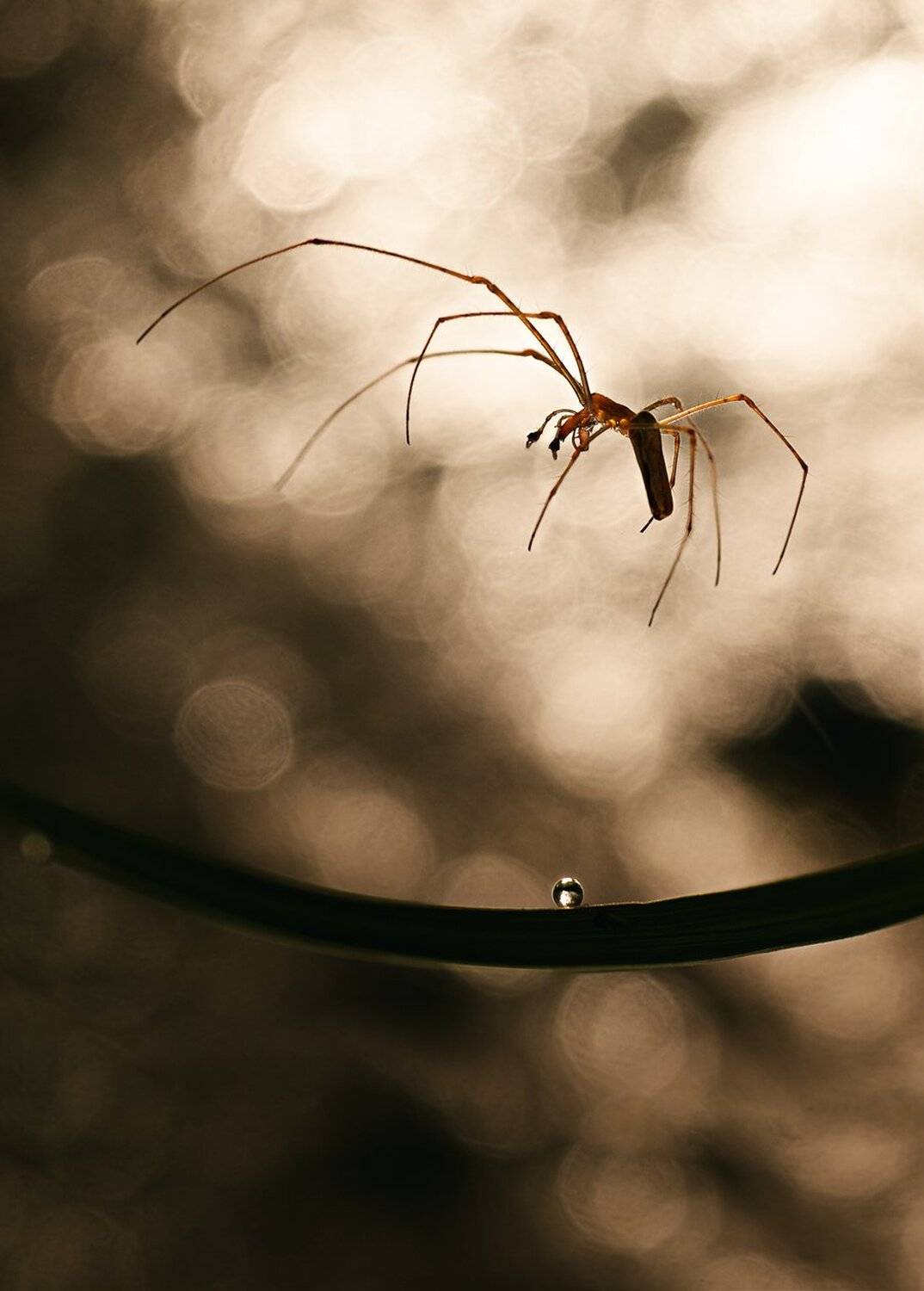 , Баранов Олег