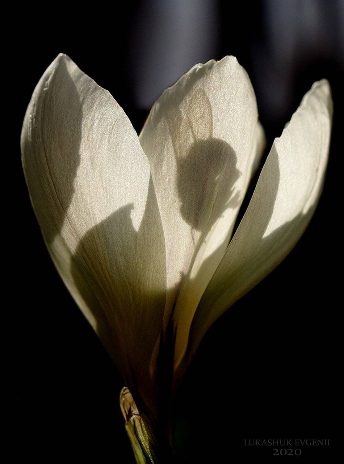 , Евгений Лукашук