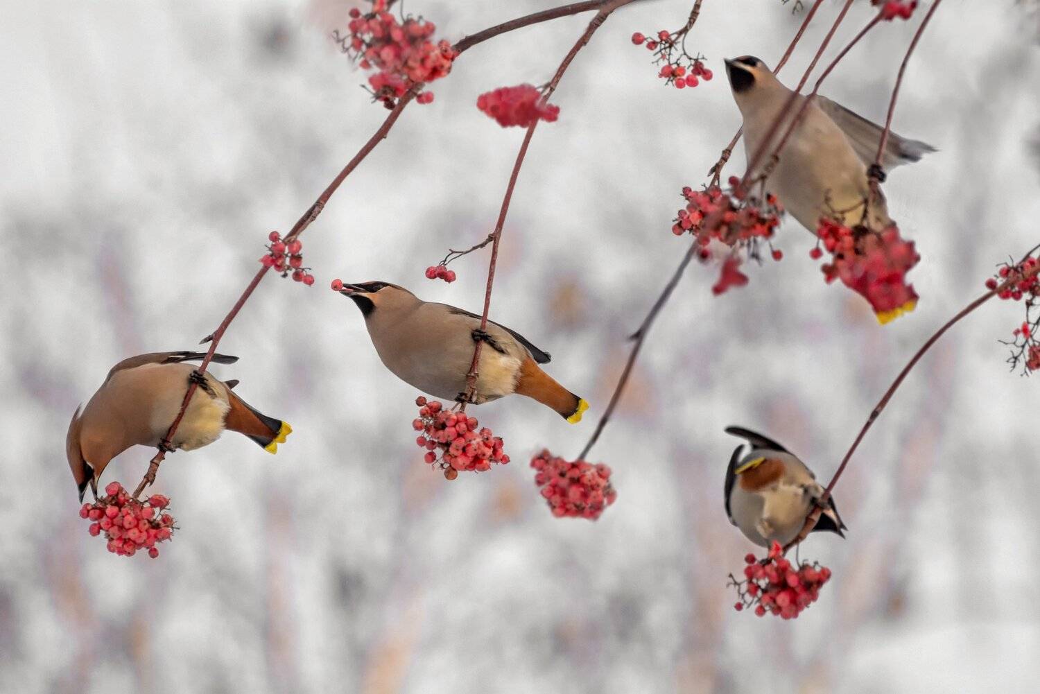 птица, свиристель, зима, рябина,, Марина Мочалова