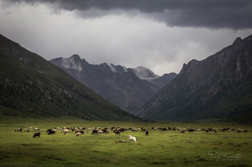 любопытная