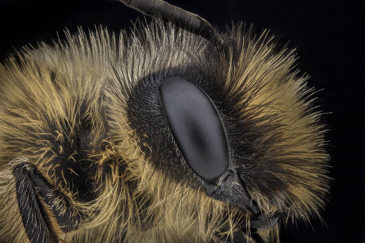 ceclii, macro, nikon d3400, semiplan, Tsvetan Ganev