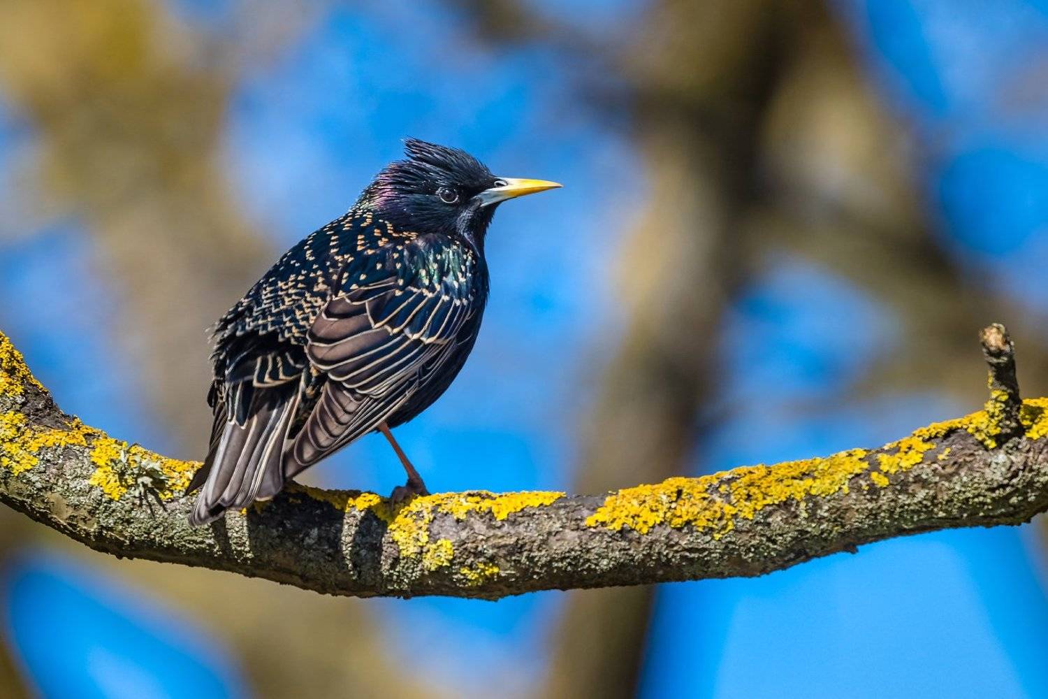 , Александр Абросимов
