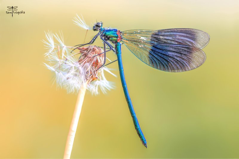 Calopteryx splendens-Świtezianka błyszcząca, świtezianka lśniąca. фото превью