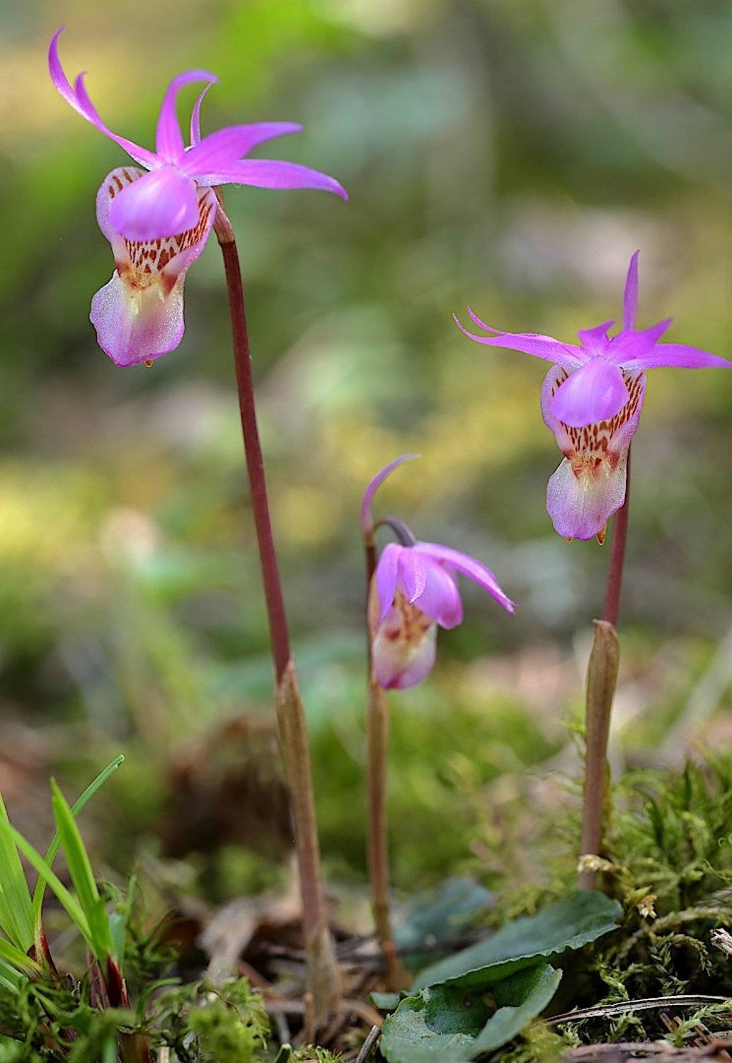 calypso орхидея, Александр Зорин