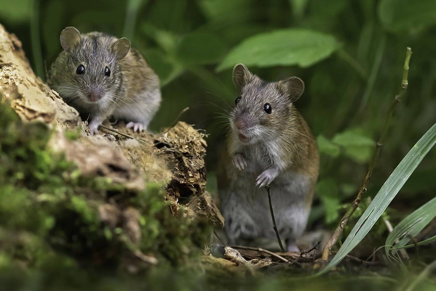 мыши, лес, трава, Наталия Сытина