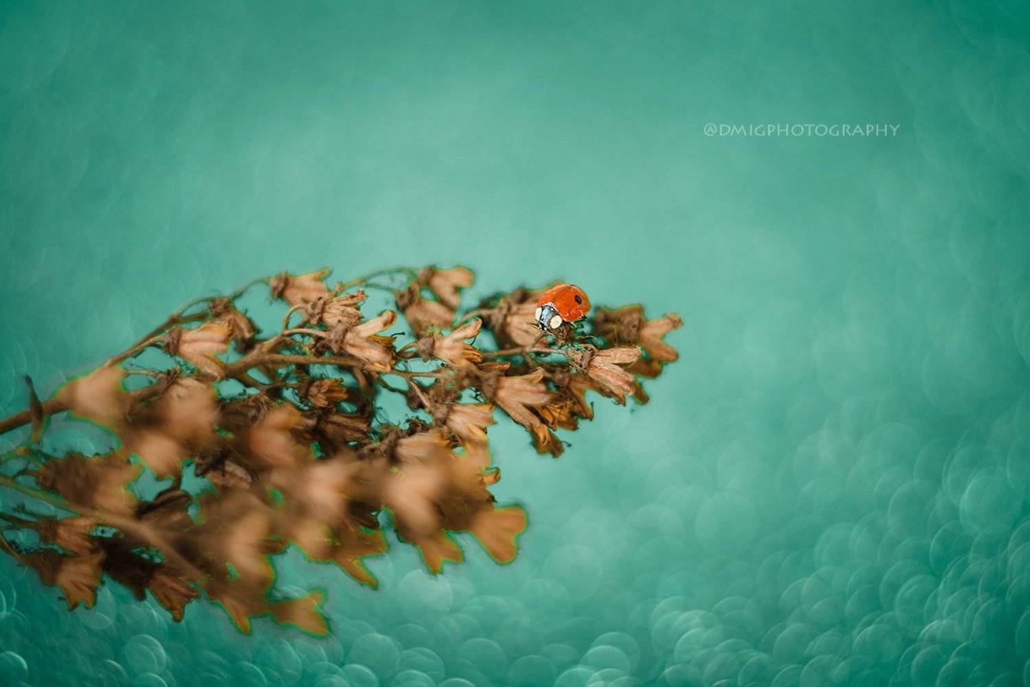 макро, природа, макросъемка, жизнь, божьякоровка, Дмитрий Гусалов