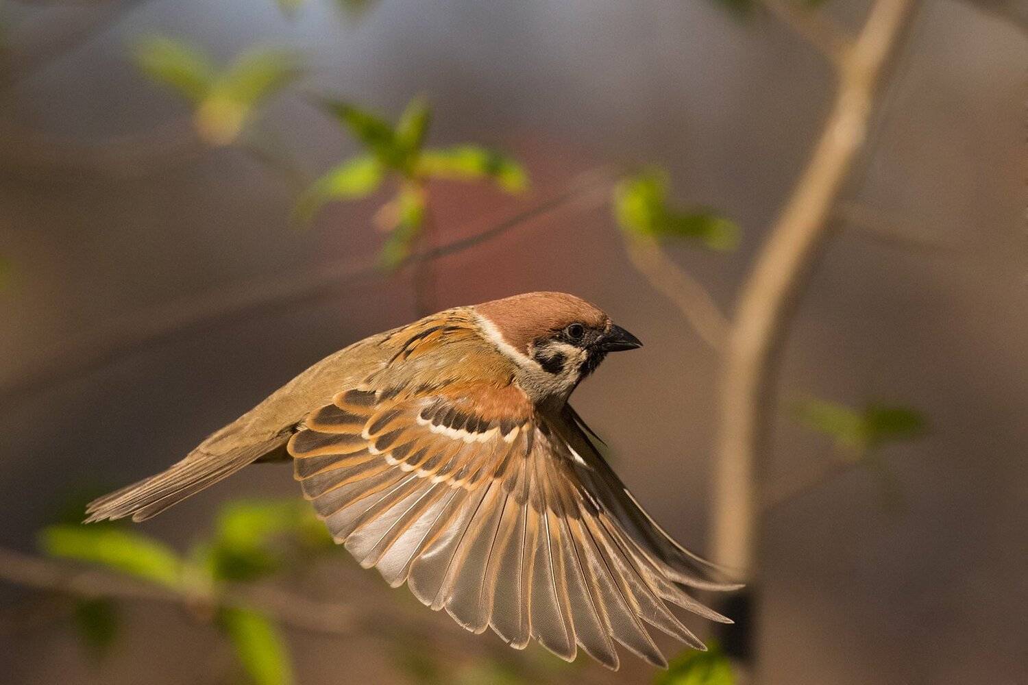 , Robert Adamec