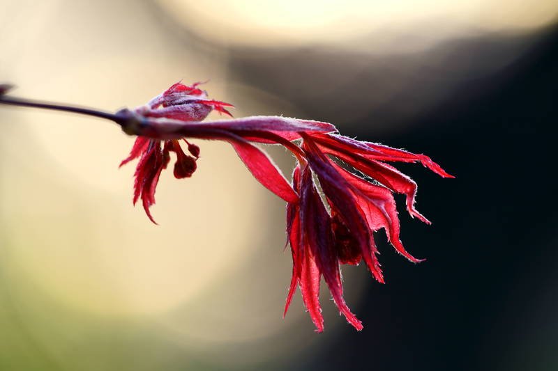 south korea, seoul, spring, maple, bokeh, backlight, macro, leaves, Maple young leaves фото превью
