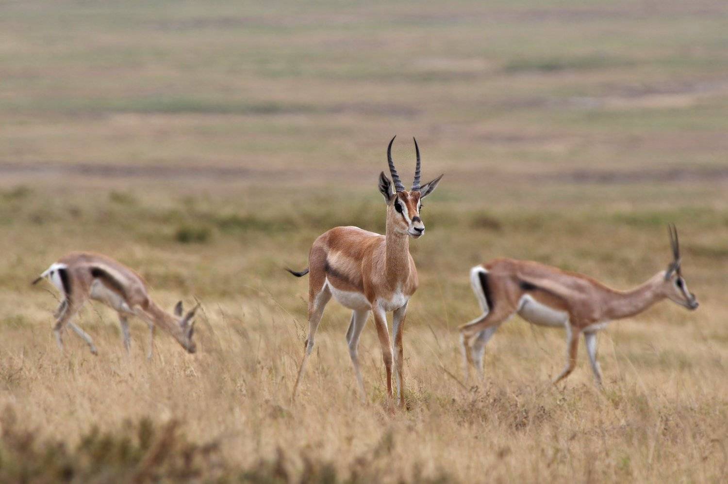 , Евгени Стефанов
