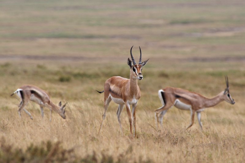 Tanzania style фото превью