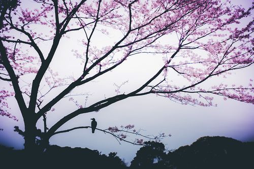 karasu to sakura