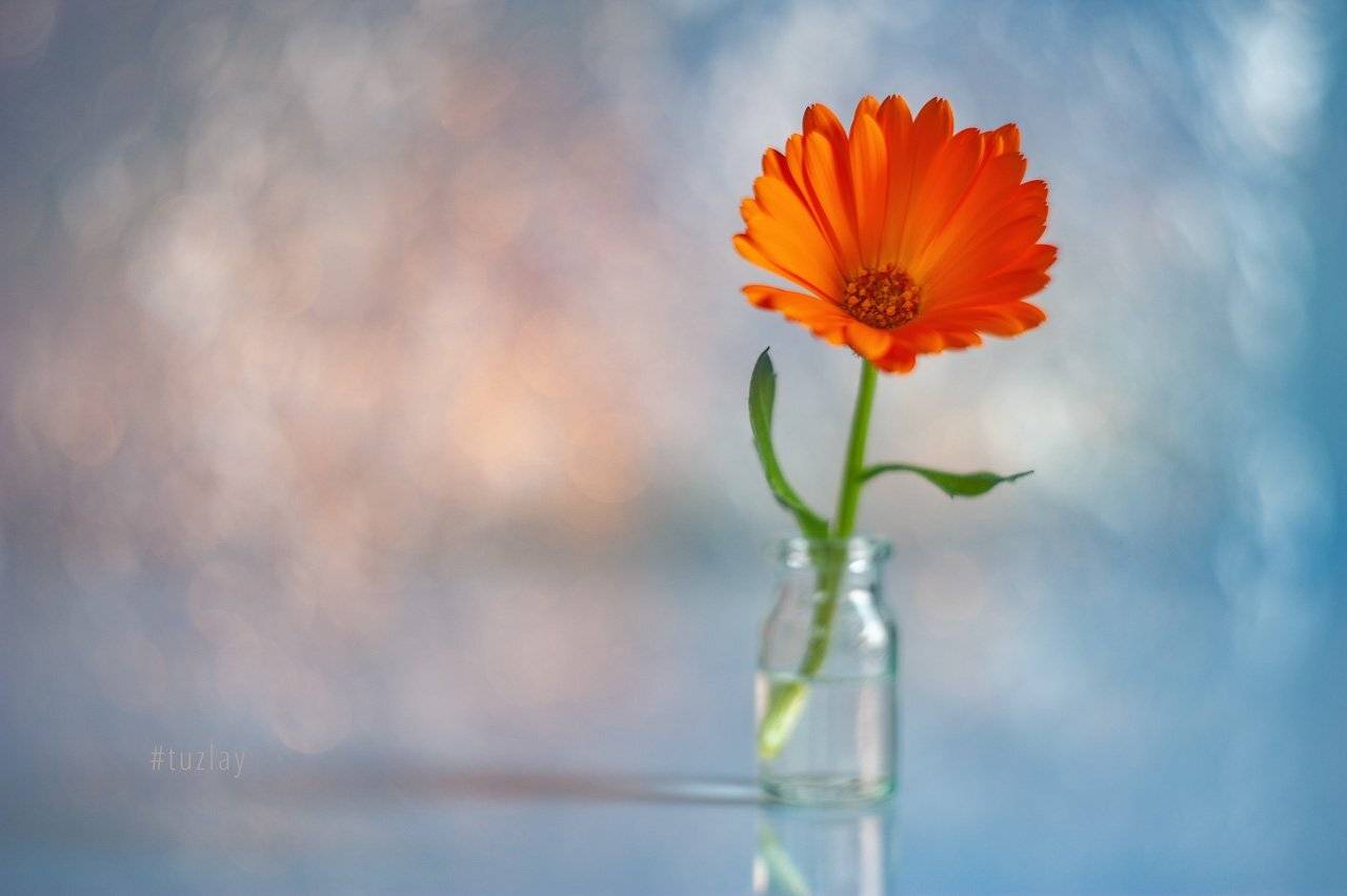 цветок календулы, календула, гелиос, боке, Владимир Тузлай