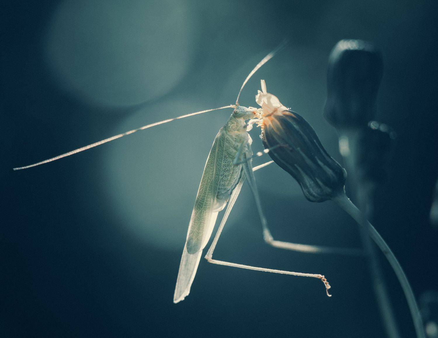 кузнечик, саранча, насекомые, макро, животные, природа, Антон Лихач