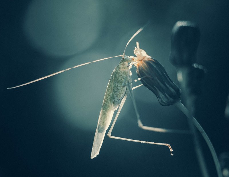 кузнечик, саранча, насекомые, макро, животные, природа кузнец фото превью