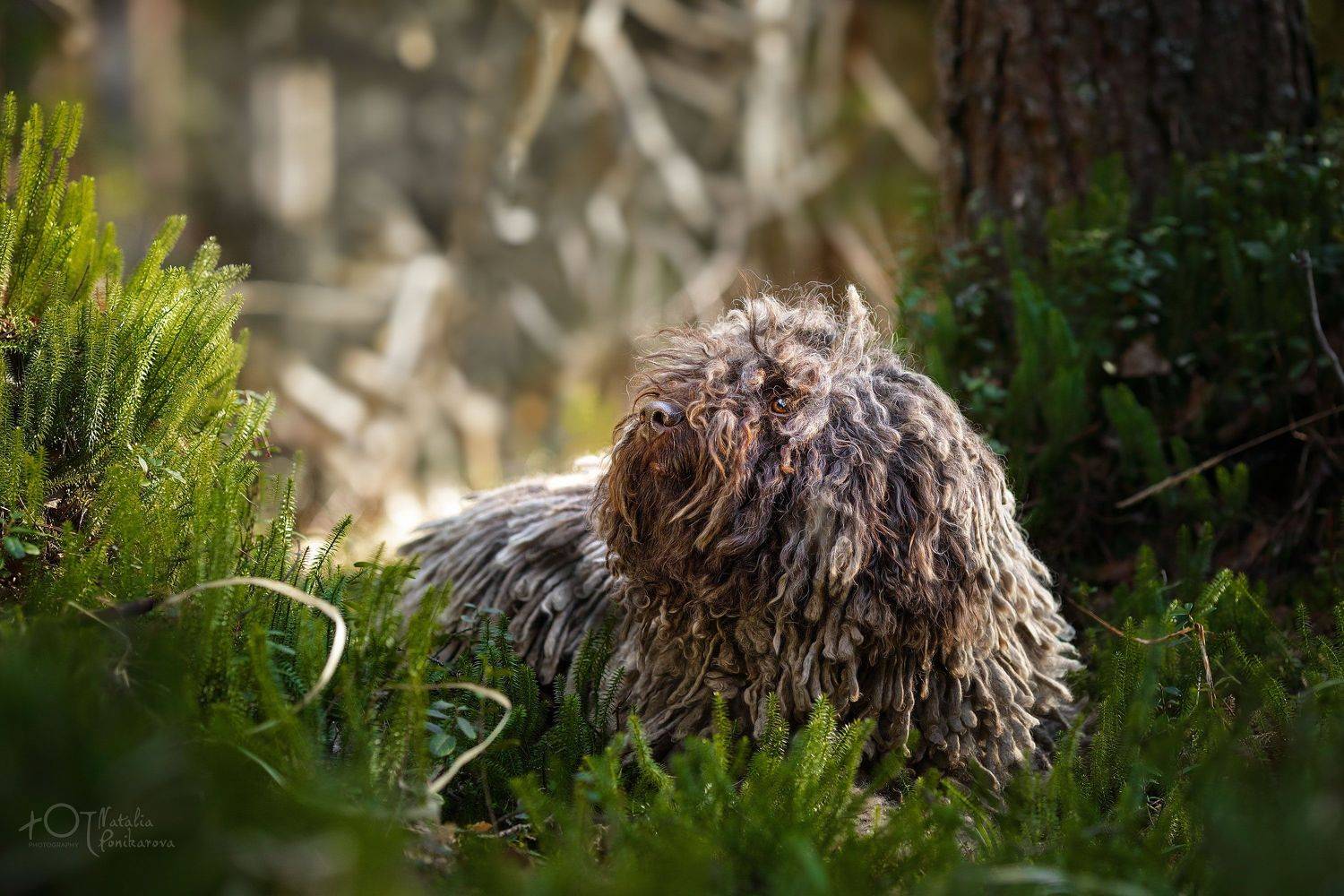 , Наталия Поникарова