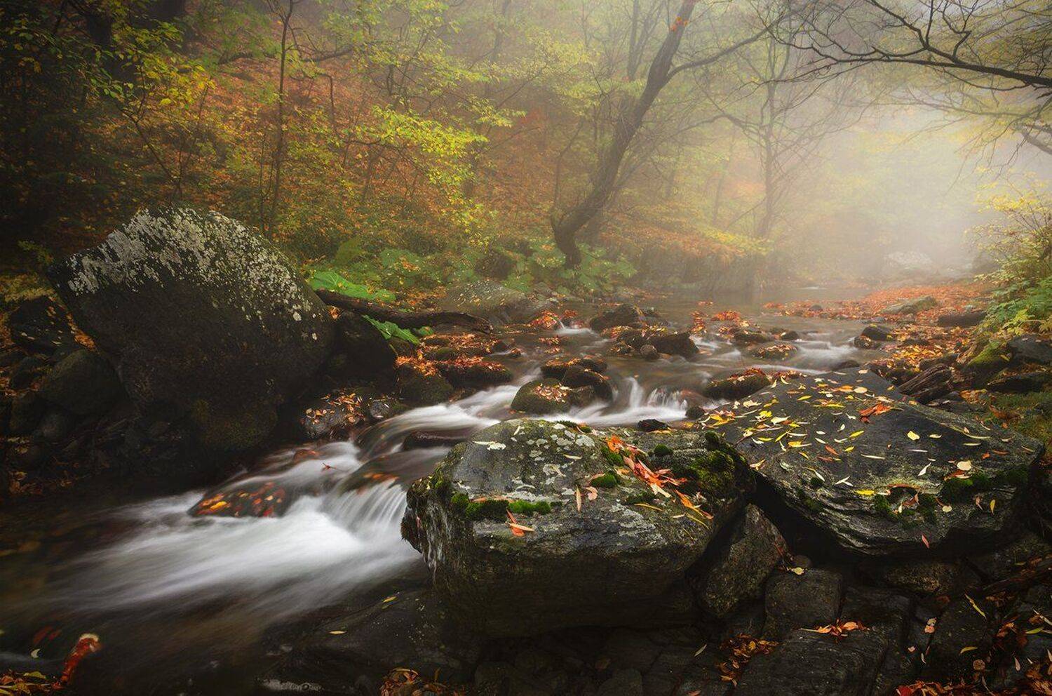 landscape nature scenery forest wood  autumn mist misty fog foggy river mountain staraplanina bulgaria туман лес, Александър Александров