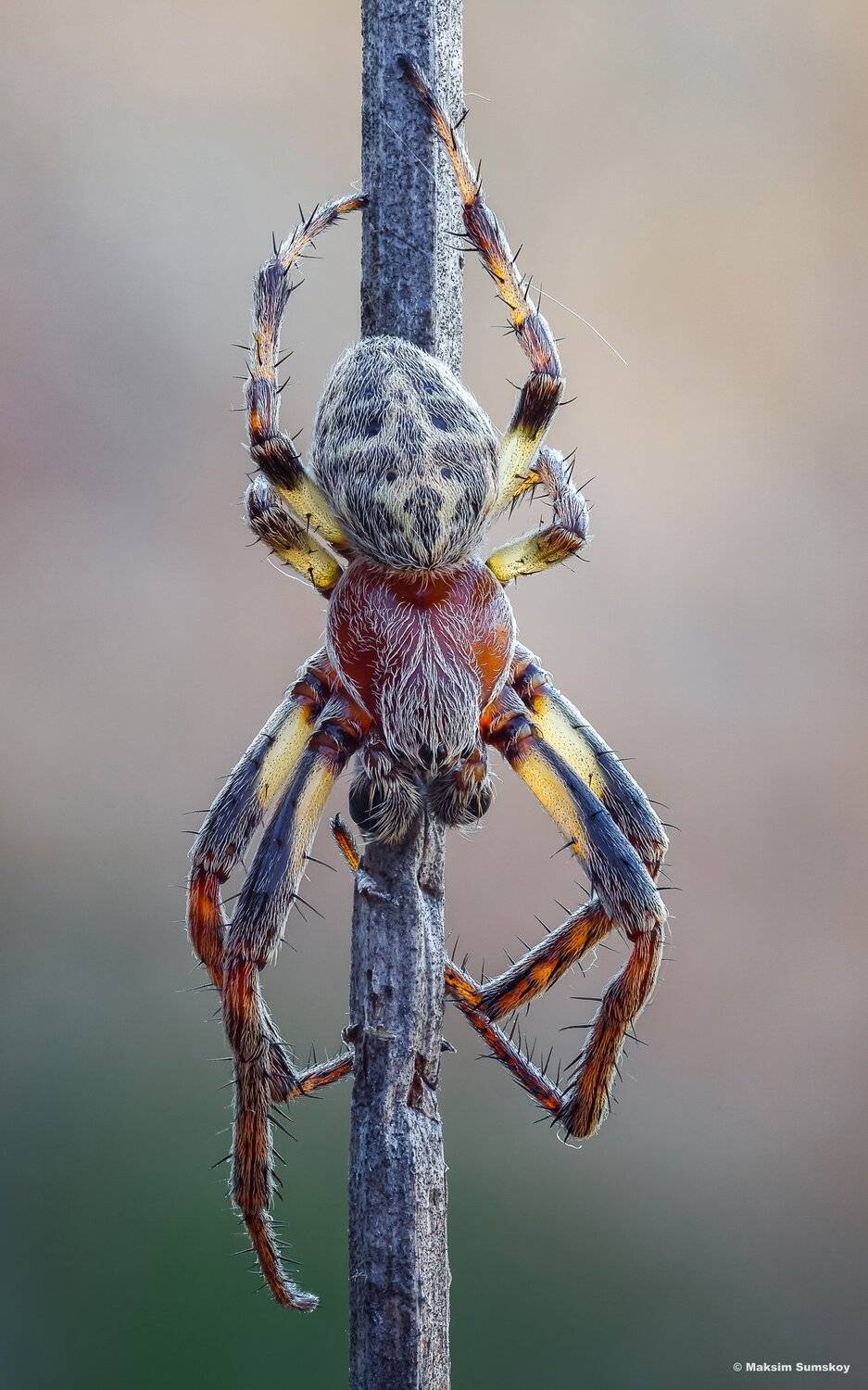 макро,стекинг,утро, паук,вега-11у, Максим Сумской