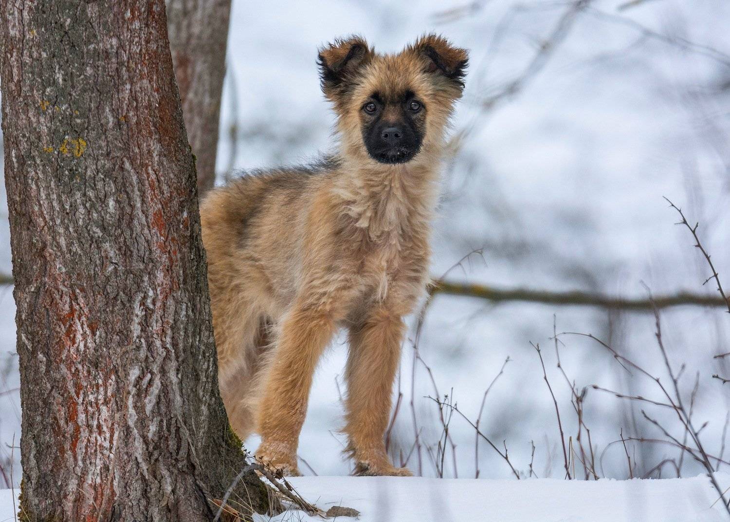 собака животные природа, Руслан Сигушин